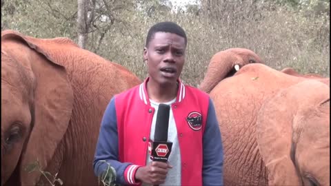 Baby elephant tickles Kenyan journalist's nose with trunk during news report