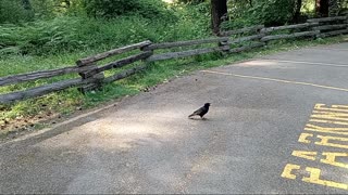 An American Crow Loading Up On Cheese