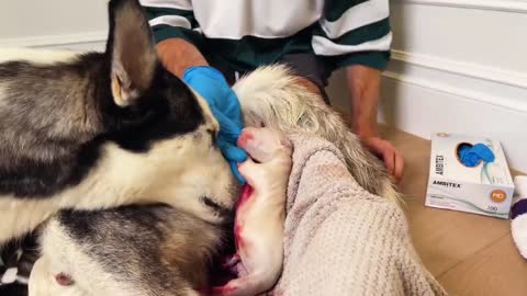 helping my pregnant dog husky