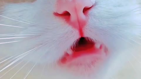 Cat's crying funny videos!