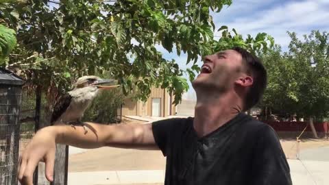 Kookaburra Laughing