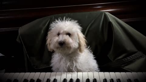 My Dog trains for 'America got talent' show
