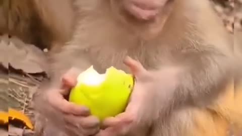 The baby monkey eating its fruit