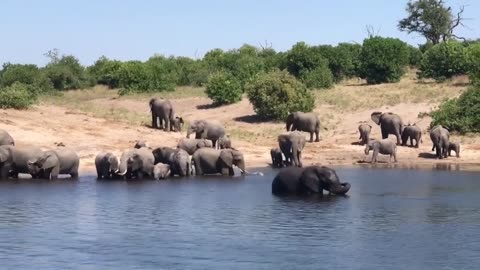 Group of African Elephants bath in river, ASMR