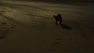 Black lab happy sliding on the ice