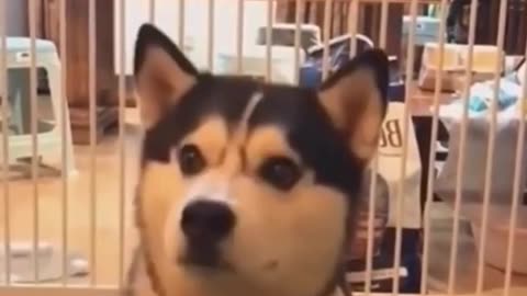 Funny, cute, smart husky dog video