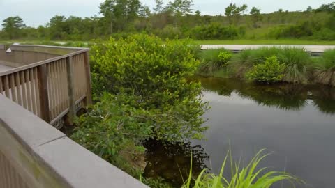 Lots of Alligators at Florida Rest Area on lovely