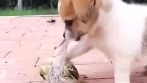 Puppies play with birds funny video