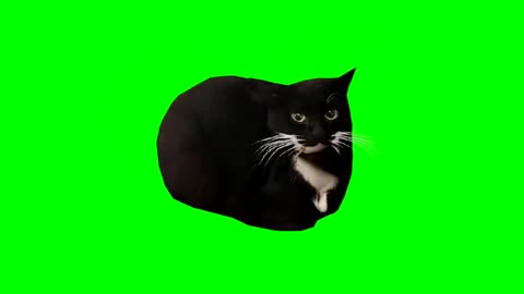 Maxwell cat dancing in green screen