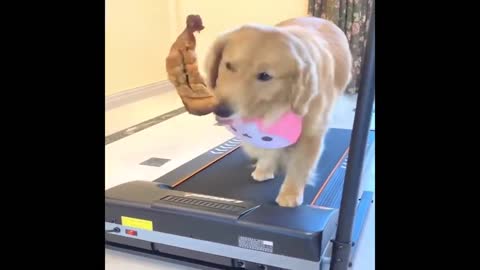 THIS DOG TAKES HES TRAINING SERIOUSLY!! Best Funny Animal Videos of the 2022!