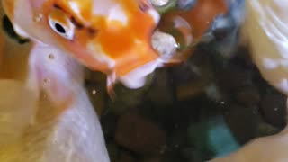 Feeding Koi Fish