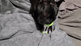 Cute dog goes crazy over wicked bone toy