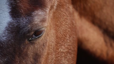 Watch this horse cry heartily, apparently losing his wife و😢😢😢💔💔