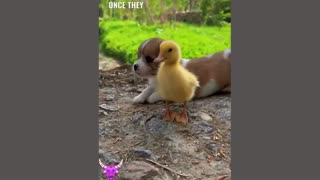 The love between the puppies and ducklings 🥰