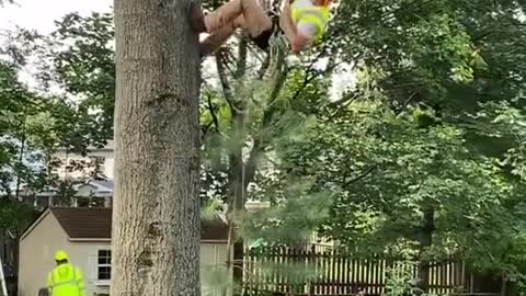 Arborist Climbing up a Tree