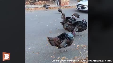 Gang of Wild Turkeys Corners Massachusetts Man
