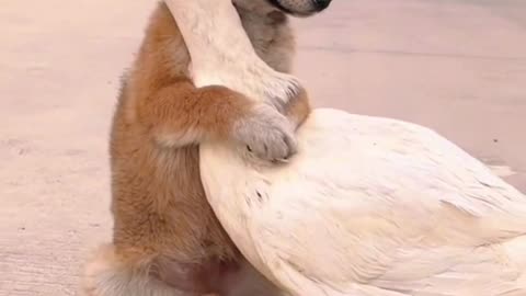 Dog with duck