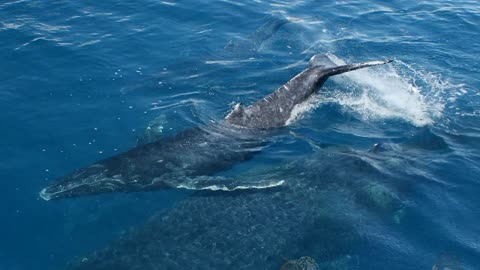 Noel Gardner The Humpback Whale