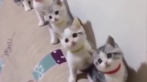 See all cute cats 🤔How they acts?😱