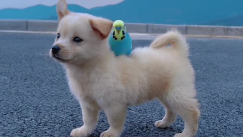 Cute baby puppy 🐕🐶😍 playing with love bird 🐦 #cuteanimals #cuteclips #funnyanimals #cutepuppy