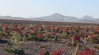 The beautiful nature of Rhubarb Plain in Shahrbabak