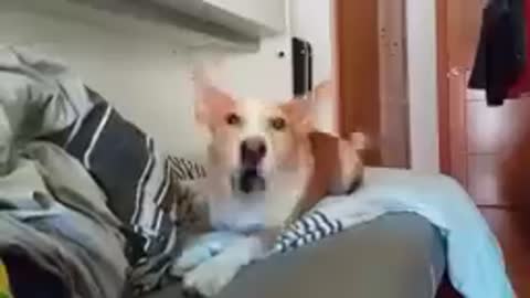 The dog sing Despacito