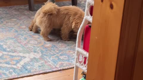 Cute Wrestling Father & Son Terriers!