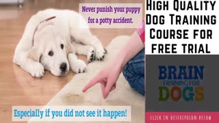 How To Train Your Dog || Dog Obedience Training