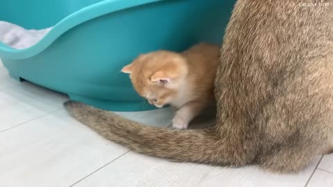 Mom cat calls baby kittens to wash, but they want to hide from her