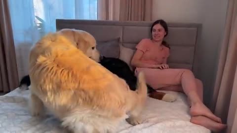 Golden Retriever and Bernese Mountain Dog Fight for Mom's Attention