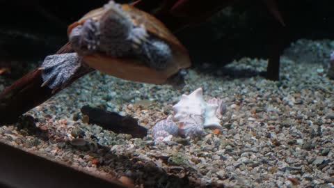 Turtles - Newport Aquarium - Jan '23