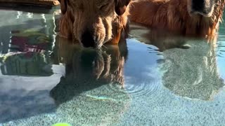 Lazy Days: My Golden Retriever Lounging in the Pool