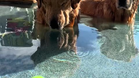 Lazy Days: My Golden Retriever Lounging in the Pool