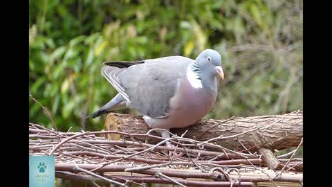 Mourning Dove looking for food in nature with voice - Nature sounds from fauna