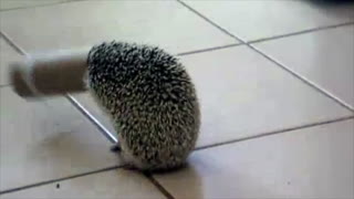 'Unlucky' Hedgehog Gets His Head Stuck In Toilet Paper Roll