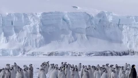 🇦🇶 Cape Washington Emperor Penguin Colony.