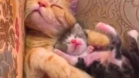 Cute cat mom and baby cuddling 😍😍😍