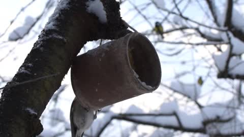 Birds are eating from bird feeder during winter