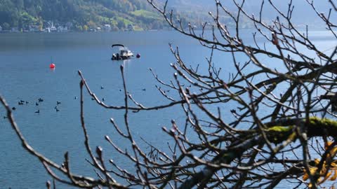 Lake Boat Birds Water Tree Branches Coot Sun