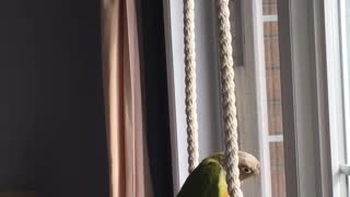 Swinging birdy