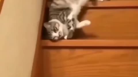 Kitten Goes "Night Night" All The Way Down The Stairs