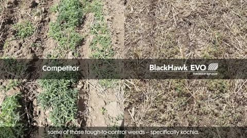 BlackHawk EVO Herbicide Canada | Nufarm