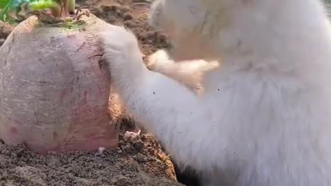 Cute puppy eating - follow me