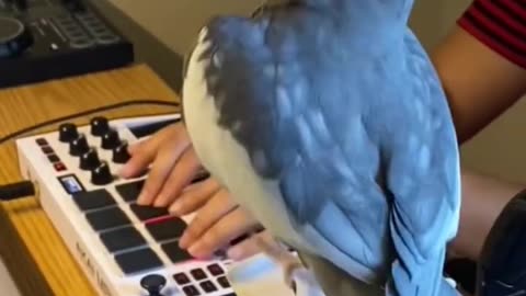 Little Cockatiel sings to the beat #parrot #bird #pet #cockatiel #cute