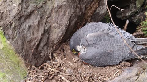 Peregrine Falcon Nesting 4k HQ