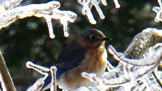 Bluebird