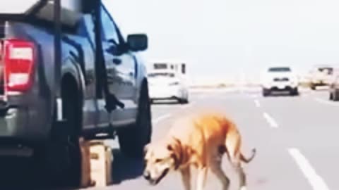 💕😍 Dog's like to take ride of skating 😁💕