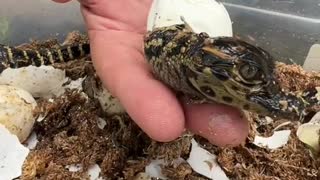 An incredible snake that should be respected and not messed American alligator hatching at