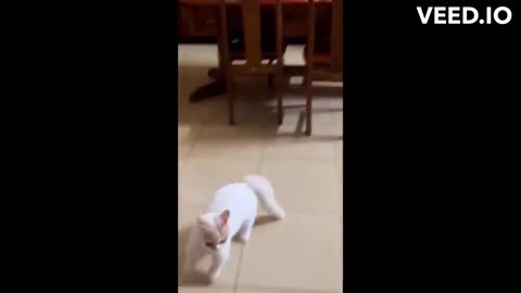 Pawsitively Hilarious: Cats and Dogs Funny Moments 🐾😹🐶
