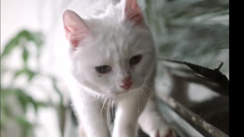 Cat In The Piano!